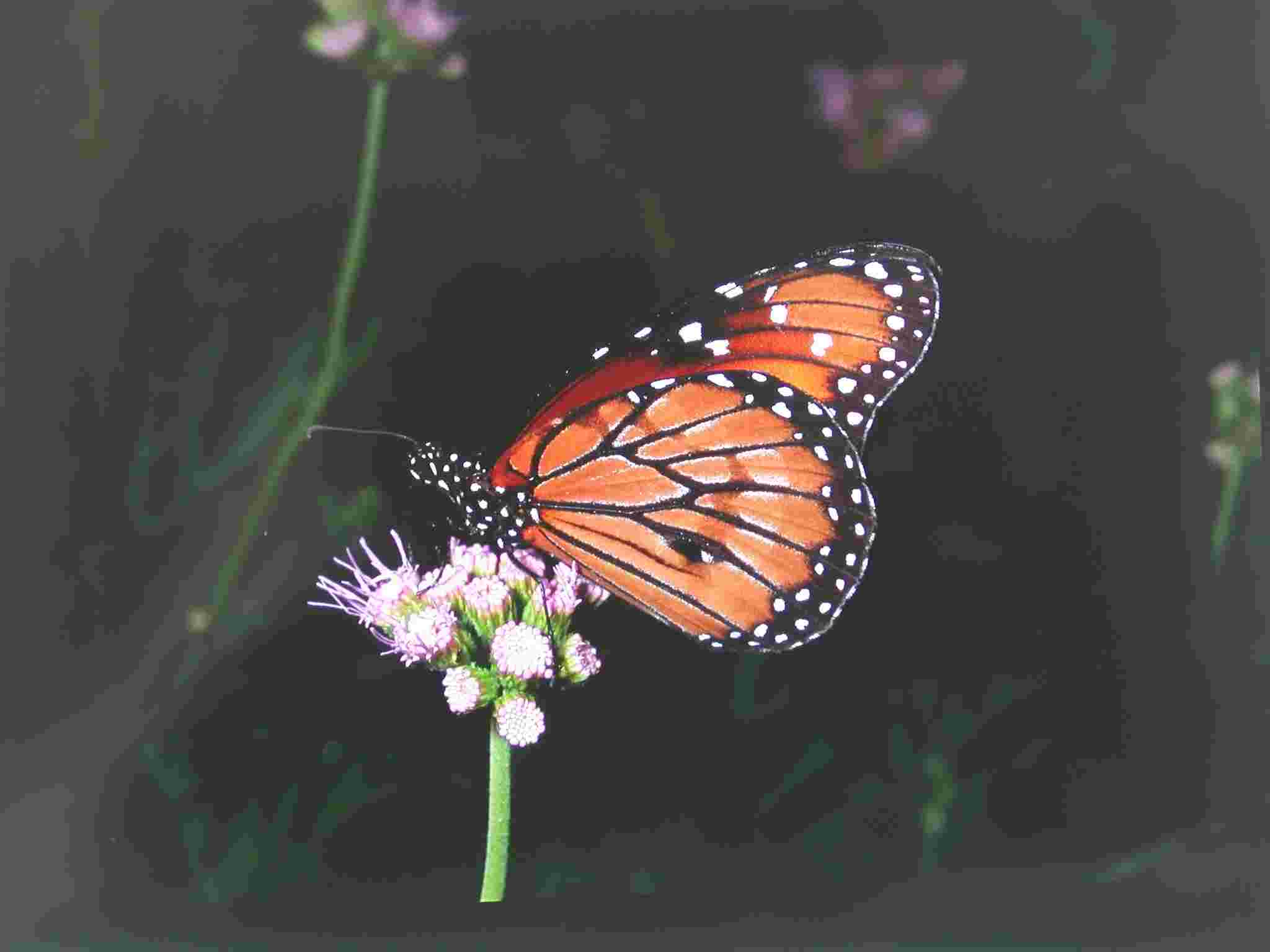 Soldier  (D. eresimus)
